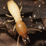 Solusi Efektif Lindungi Bangunan Anda