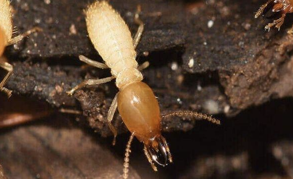 Solusi Efektif Lindungi Bangunan Anda